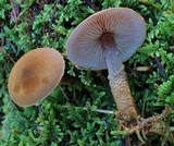 Cystoderma jasonis image