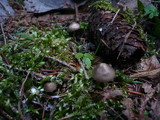 Mycena strobilicola image