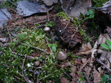Mycena strobilicola image
