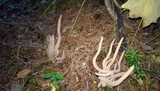 Alloclavaria purpurea image