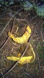 Phylloporus arenicola image