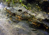 Nectria peziza image
