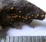 Nectria peziza image