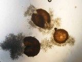 Nectria peziza image