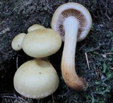 Pholiota alnicola image