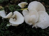 Pleurocybella porrigens image
