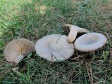Lactarius chelidonium image