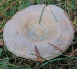 Lactarius chelidonium image