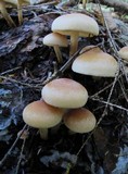 Hypholoma capnoides image