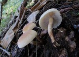 Hypholoma capnoides image