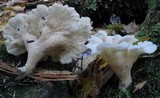 Pleurocybella porrigens image