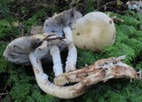 Stropharia subcaperata image