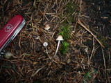 Mycena vitilis image