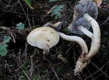 Stropharia subcaperata image