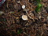 Mycena vitilis image
