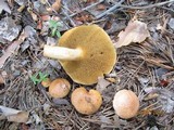 Suillus bovinus image