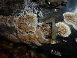 Mycoacia nothofagi image