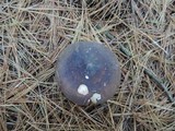 Russula occidentalis image