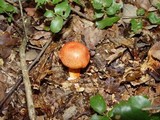 Cortinarius bolaris image