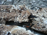Mycoacia nothofagi image