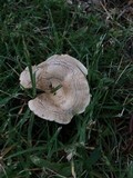 Rhodocybe popinalis image