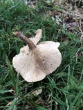 Rhodocybe popinalis image
