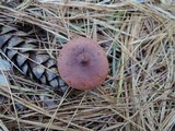 Lactarius rufus image