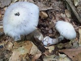 Cortinarius alboviolaceus image