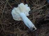 Russula vinosa image