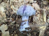 Cortinarius alboviolaceus image