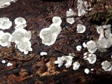 Kretzschmaria deusta image