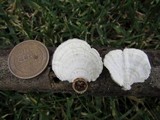 Poronidulus conchifer image