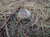 Russula olivacea image