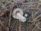 Russula olivacea image