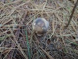 Russula olivacea image