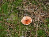 Gomphidius roseus image