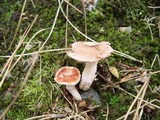 Gomphidius roseus image