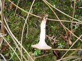 Gomphidius roseus image