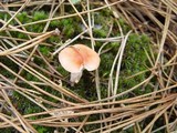 Gomphidius roseus image