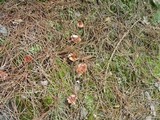 Gomphidius roseus image