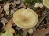 Infundibulicybe geotropa image