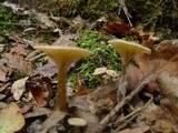 Infundibulicybe geotropa image