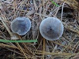 Tricholoma terreum image