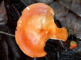 Leucopaxillus gracillimus image