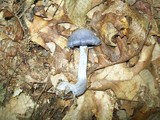 Cortinarius alboviolaceus image