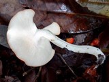 Leucopaxillus gracillimus image