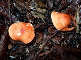 Leucopaxillus gracillimus image