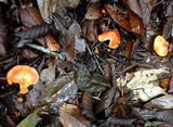 Leucopaxillus gracillimus image