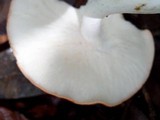 Leucopaxillus gracillimus image