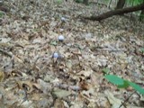 Cortinarius alboviolaceus image